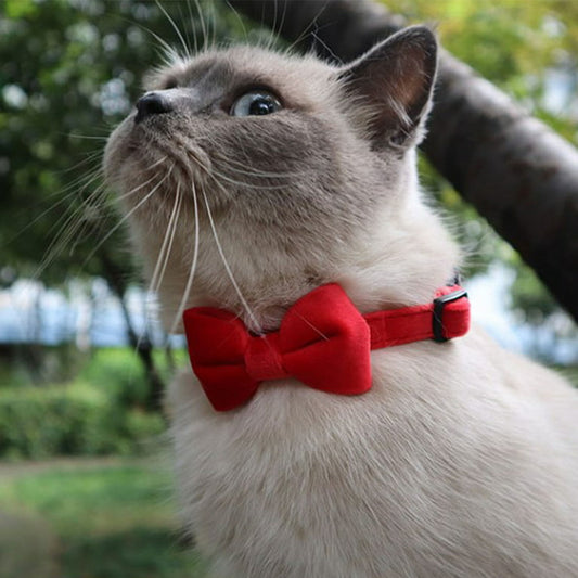a cute cat wearing a cute red velvet bowtie collar outfit 