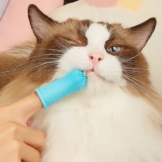 cute cat getting it's teeth cleaned by a blue finger toothbrush 