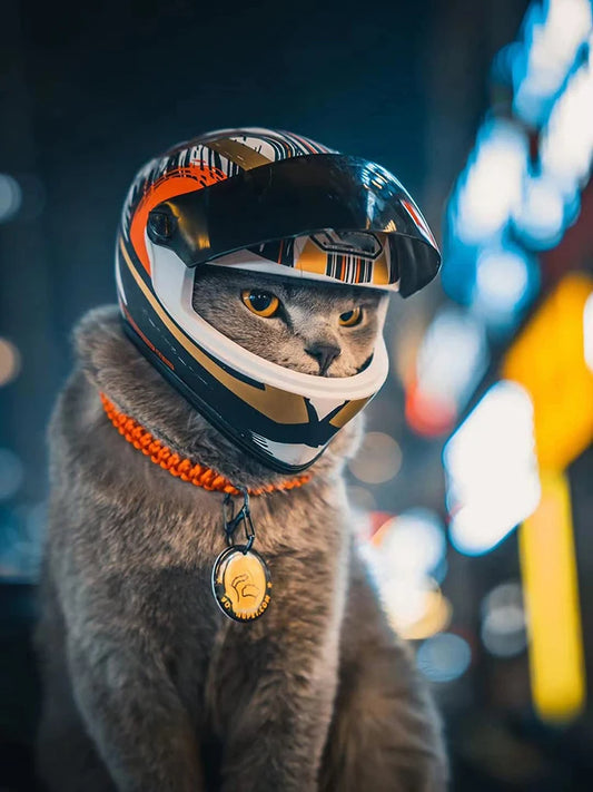 super cool cat biker helmet and a gray cat 