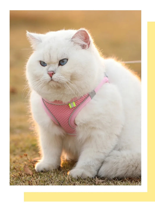 a cute white cat wearing a pink leash harness 