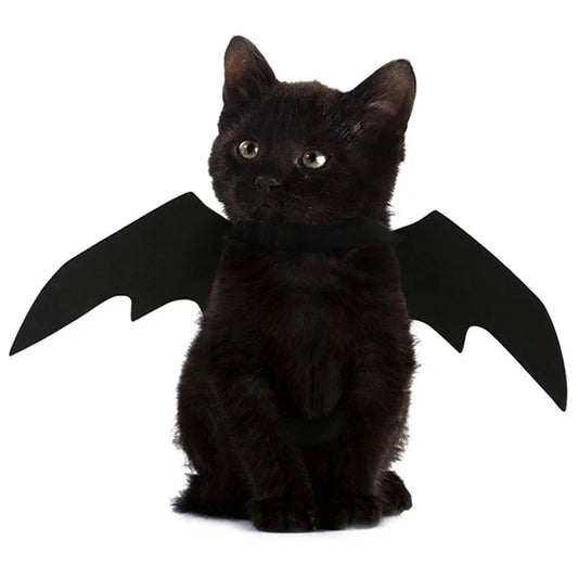 a cute black cat wearing black bat wings costume outfit 