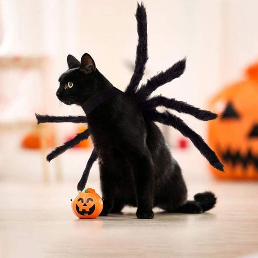 a cute black cat wearing a funny spider legs cat's costume outfit with a small pumpkin next to it 