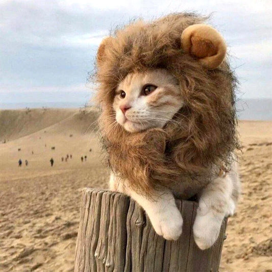 very cute orange cat sitting on a tree stump on the beach wearing a brown lion mane 