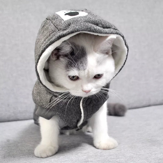 cute white cat wearing a cool cotton gray hoodie with the hat on 
